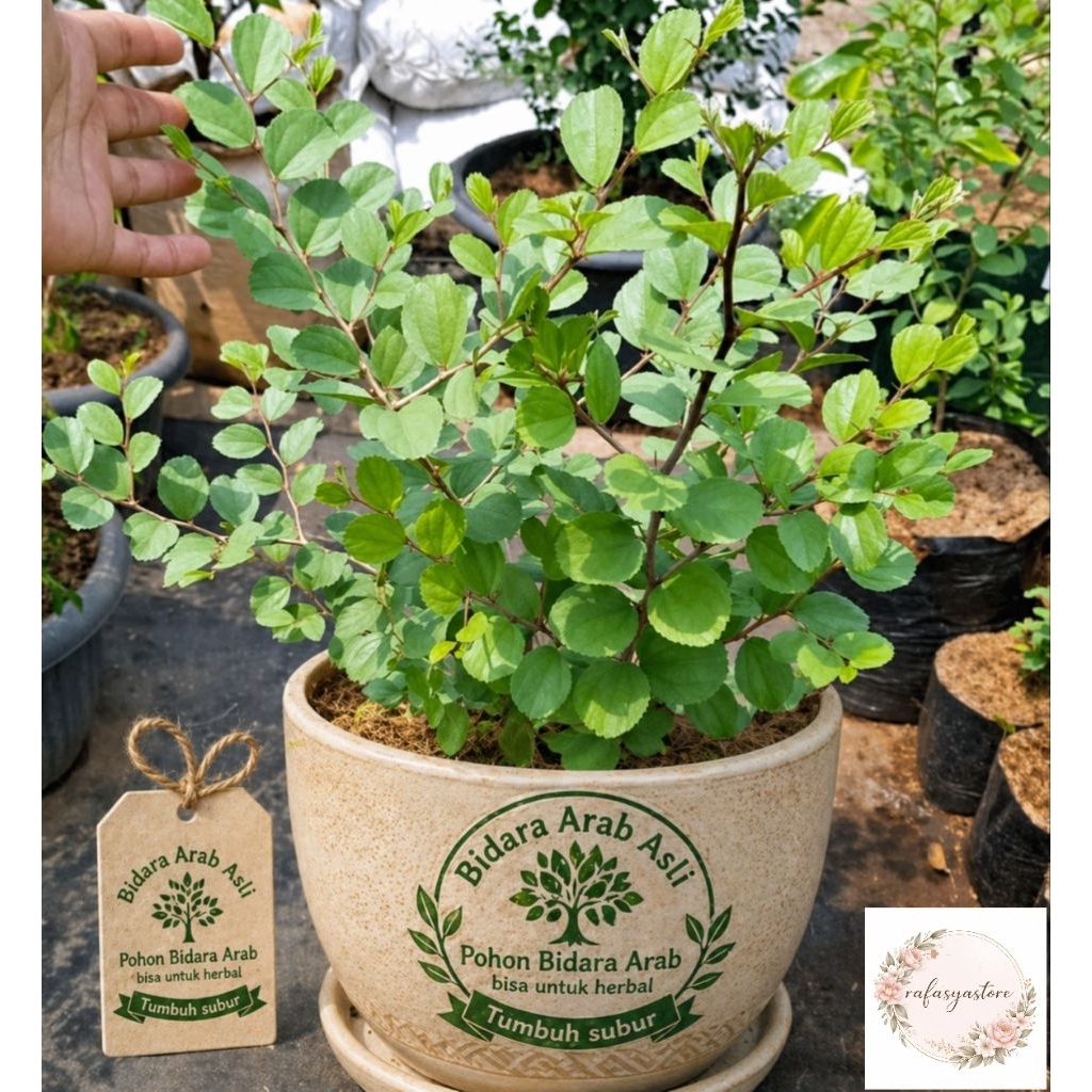 Pohon Bidara Herbal Asli Bidara Arab premium Tanaman Bidara