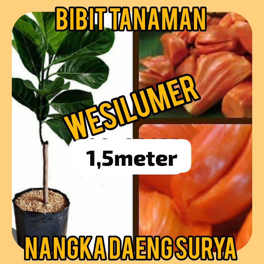 Bibit Nangka Merah / Daeng Surya 1.5 Meter Up