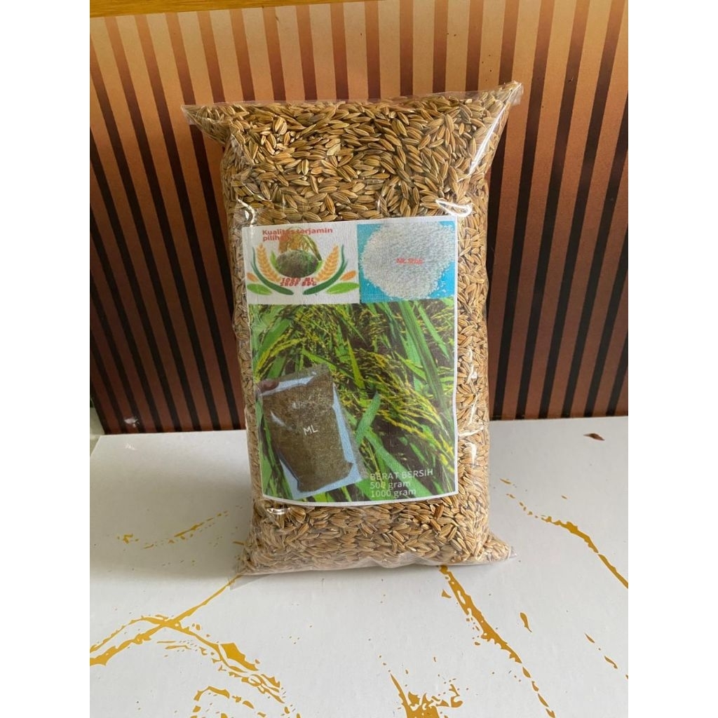 Padi ketan putih bibit ketan beras putih pulen 1000 gram tanam tumbuh