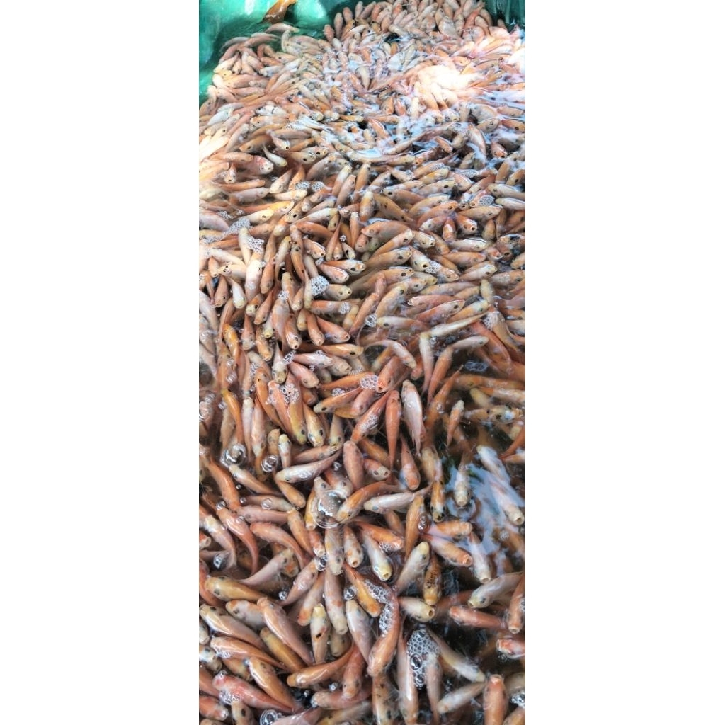 bibit ikan nila merah bangkok monosex (paket 50 ekor)