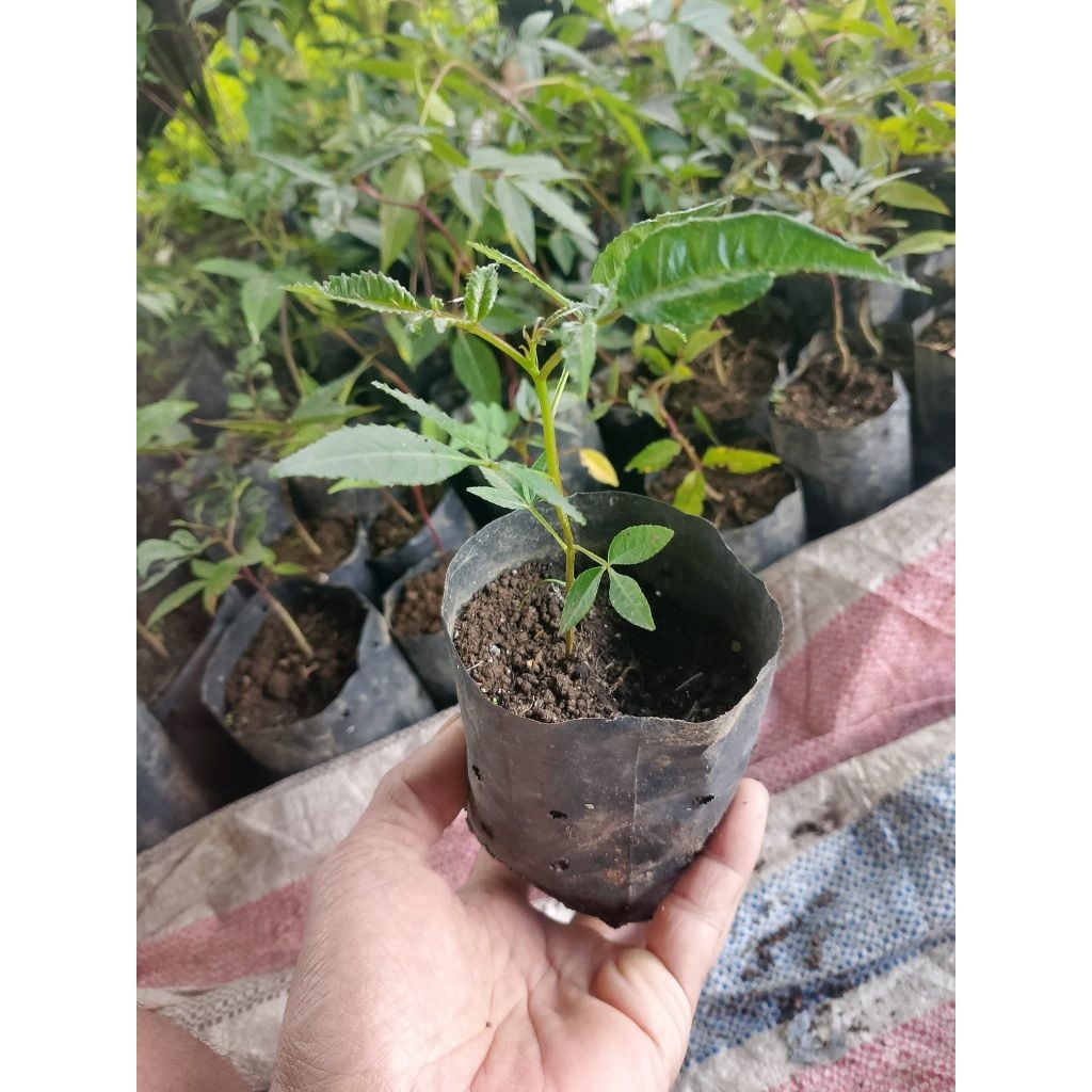 Bibit andaliman siap tanam