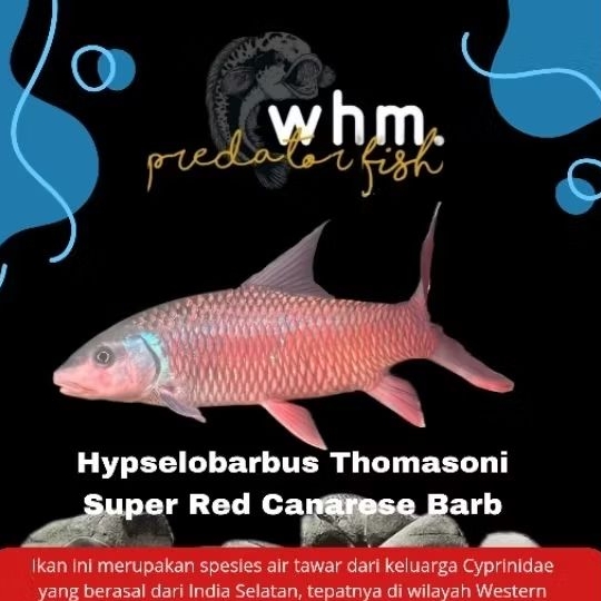 Tankmate Mahseer Hypselobarbus Thomasoni Super Red Canarese Barb 8-10 cm