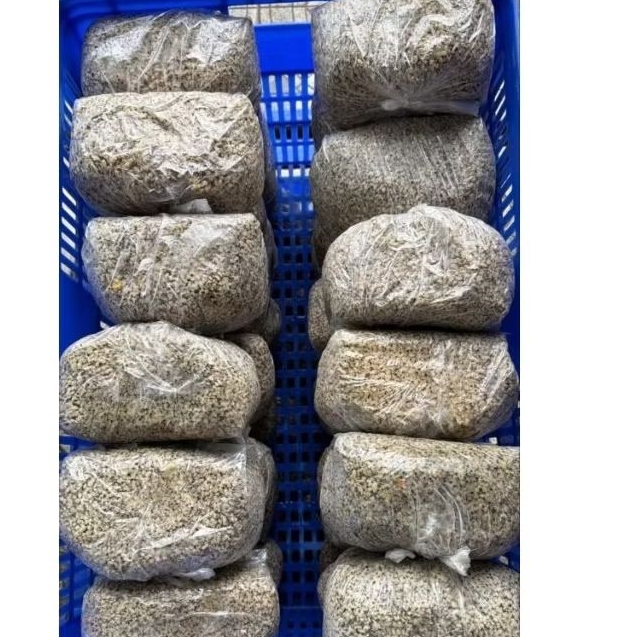 Kupang kerang kecil