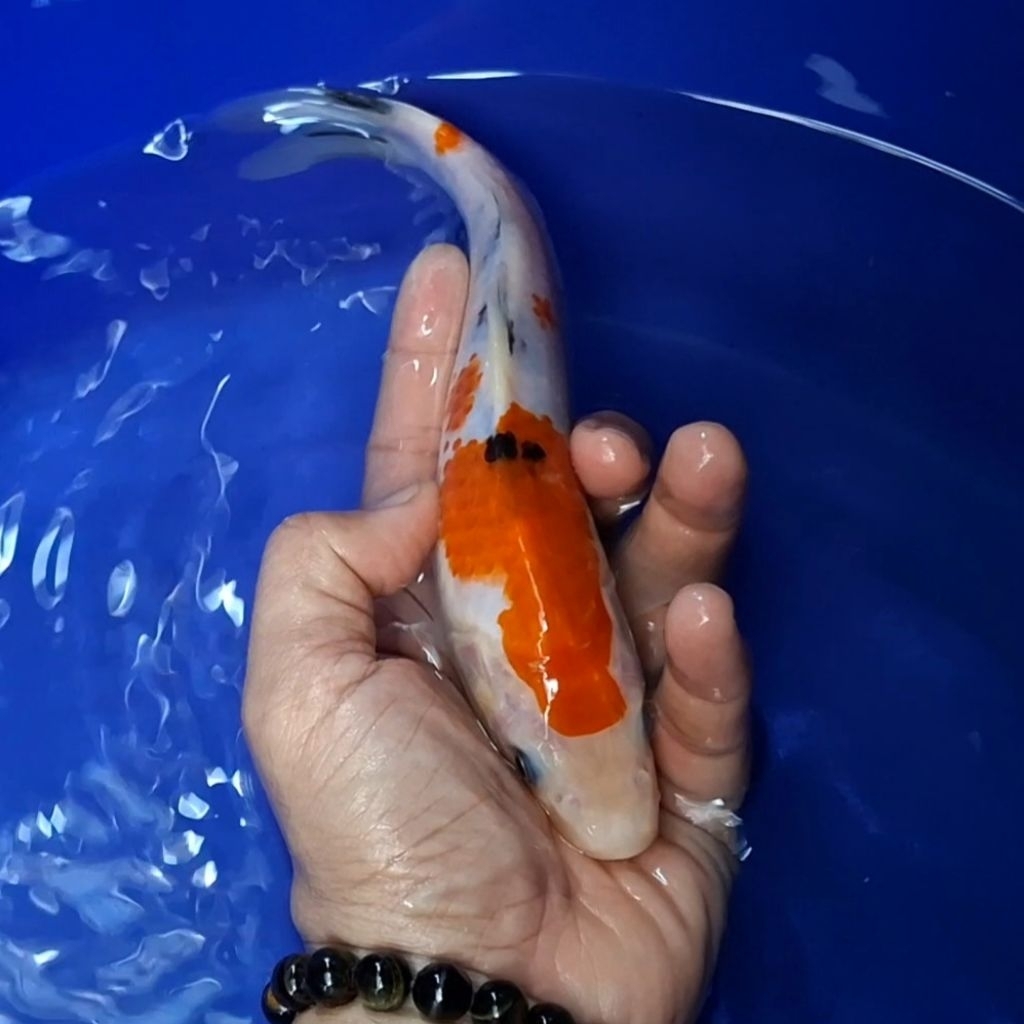 Ikan Koi Blitar Jenis Sanke / Rumah Koi Jakarta / kode 0066