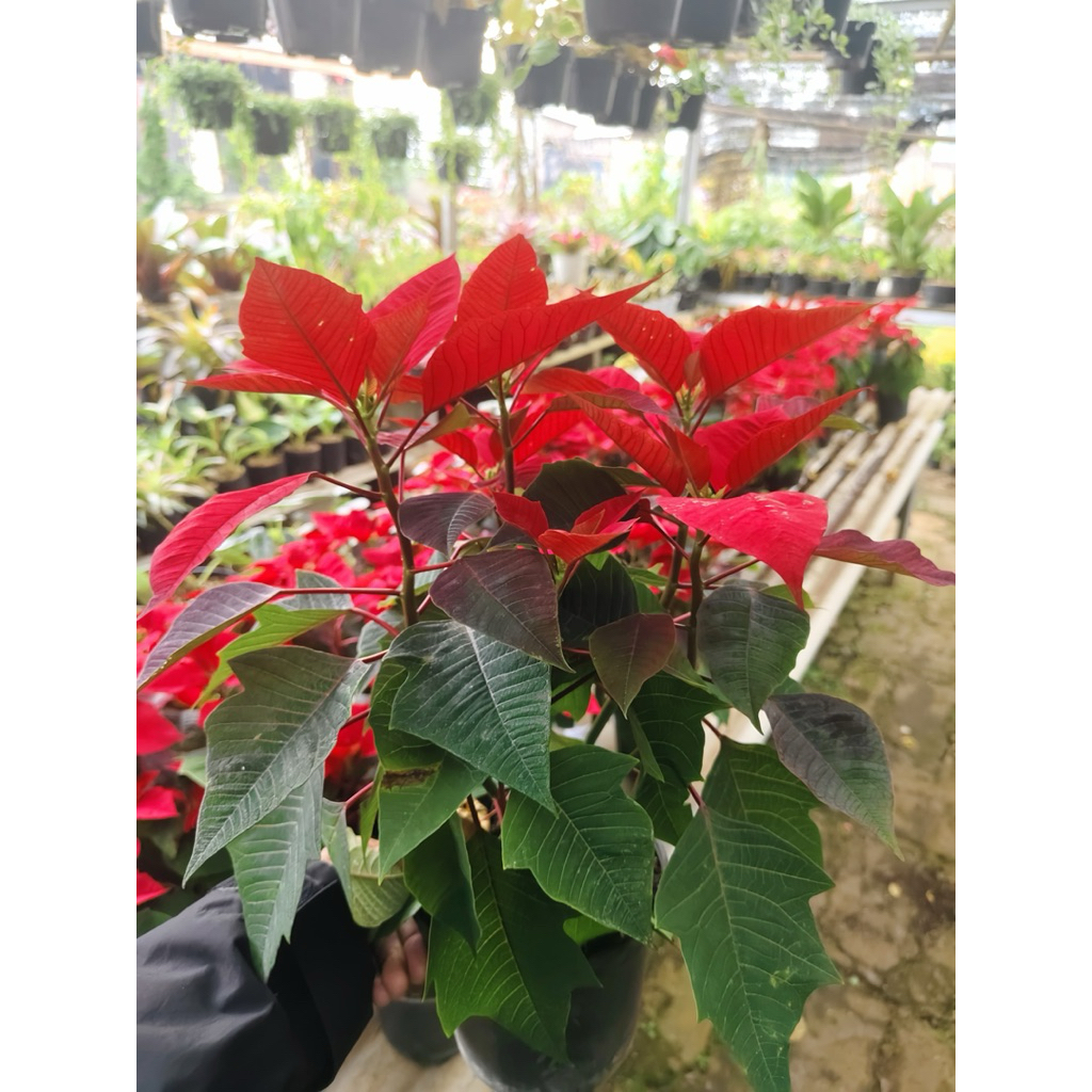Tanaman hias kastuba merah - bunga kastuba - kastuba tanaman pot
