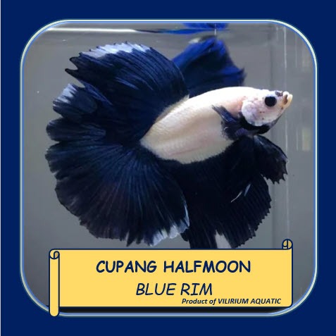 IKAN HIAS AIR TAWAR - IKAN CUPANG BLUE RIM HALFMOON