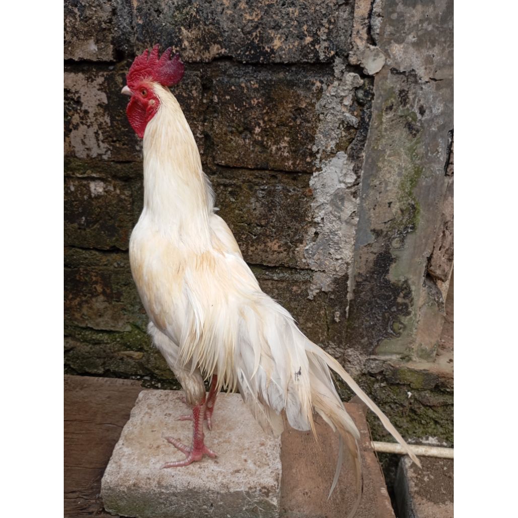 Ayam kampung putih jantan jago muda di jakarta