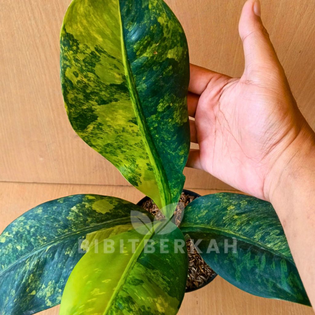 Diven Panglima Variegata Tanaman Hias (Pengiriman Instan dan Sameday)