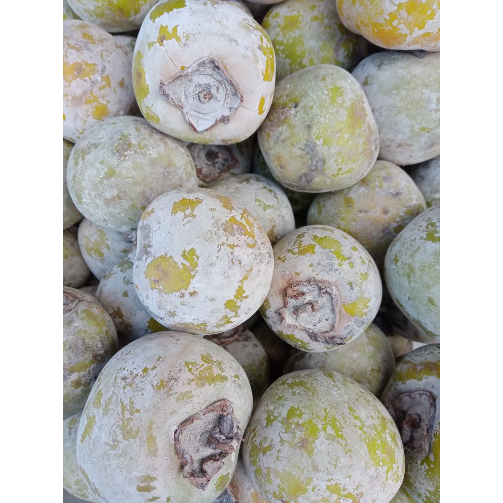 Buah Oriental Kasemek / Kesemek / Apeljowo segar