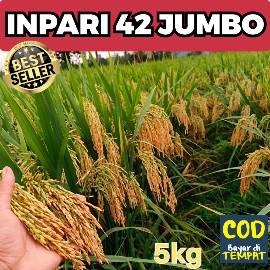 Benih Bibit Padi Inpari 42 Jumbo Berkualitas Unggul Kemasan 5kg Bulir Padi Jumbo