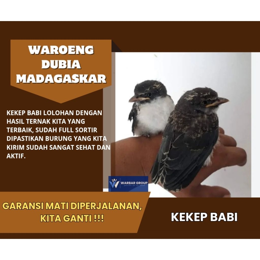 Burung kekep babi LOLOHAN KUALITAS GRADE A ( GARANSI )