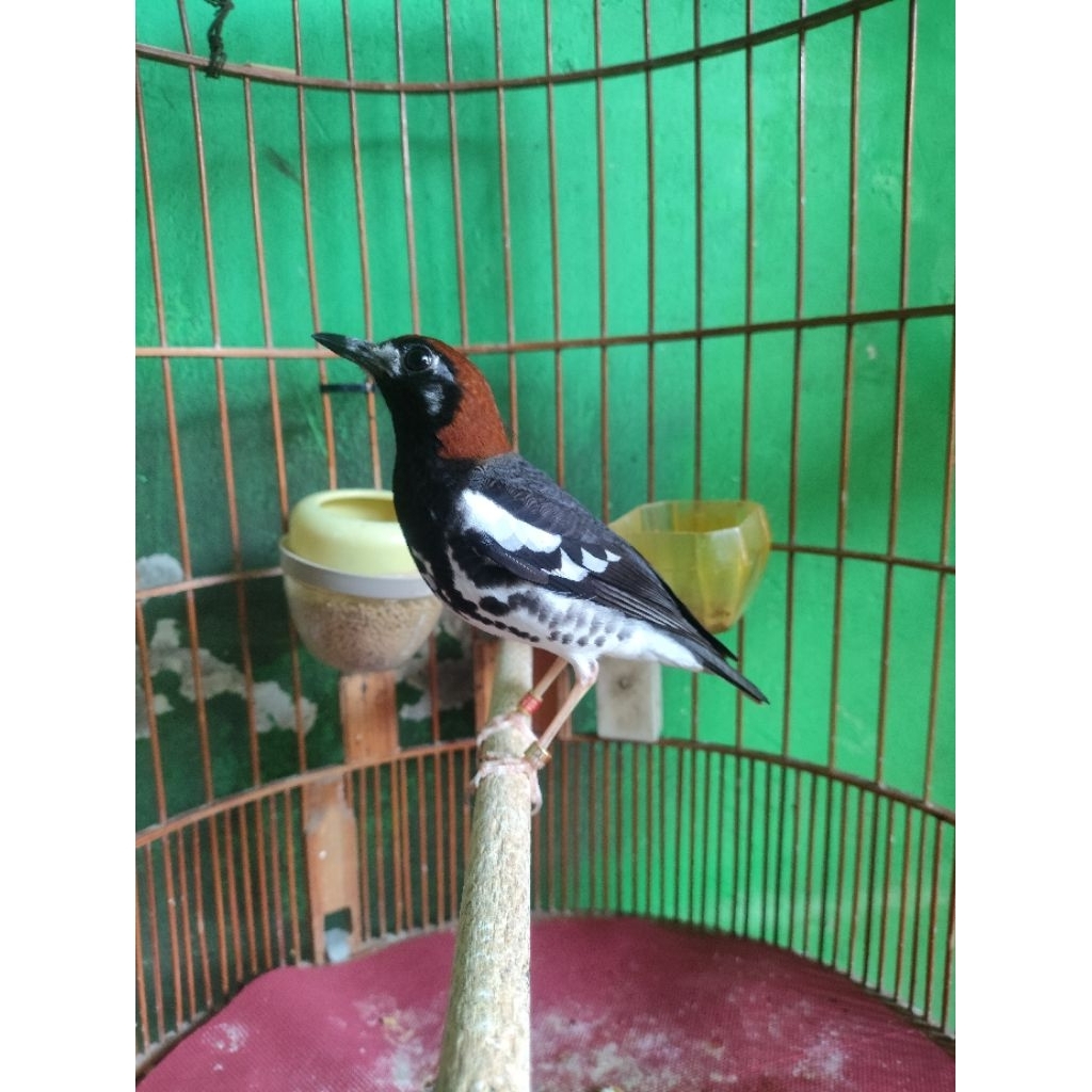 ANIS KEMBANG