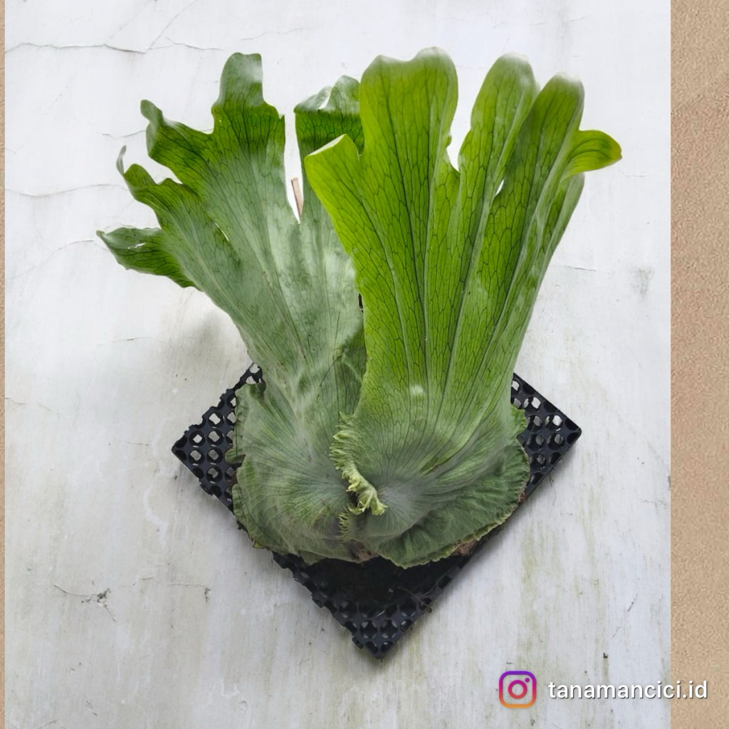 tanaman hias tanduk rusa platycerium wandae real pict