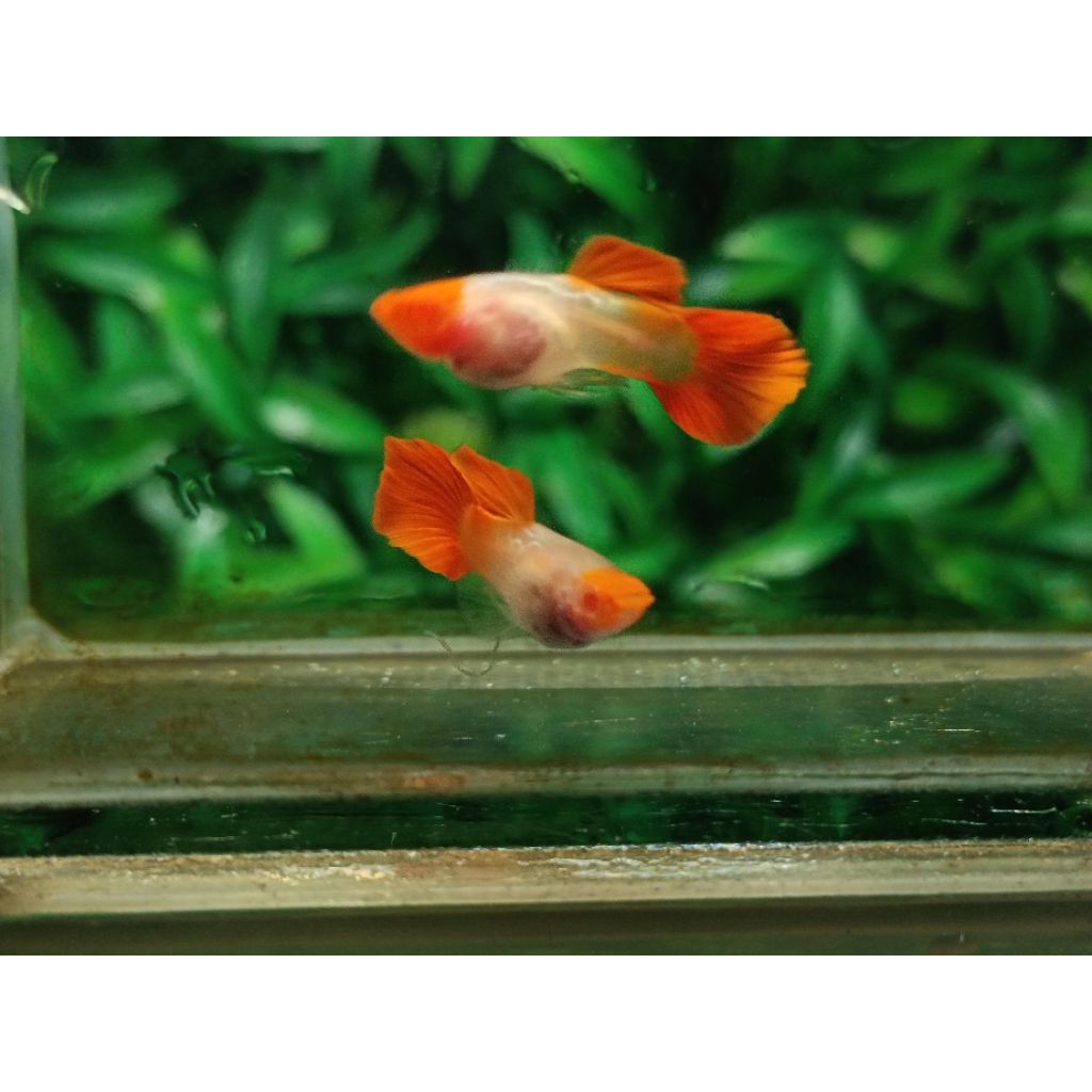 Hiasan aquarium guppy blue moscow