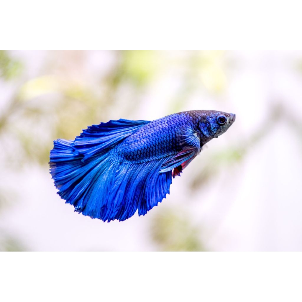 Ikan Cupang Hias Halfmoon Rosetail Size M - Warna Acak, Garansi Hidup, Gratis Pakan