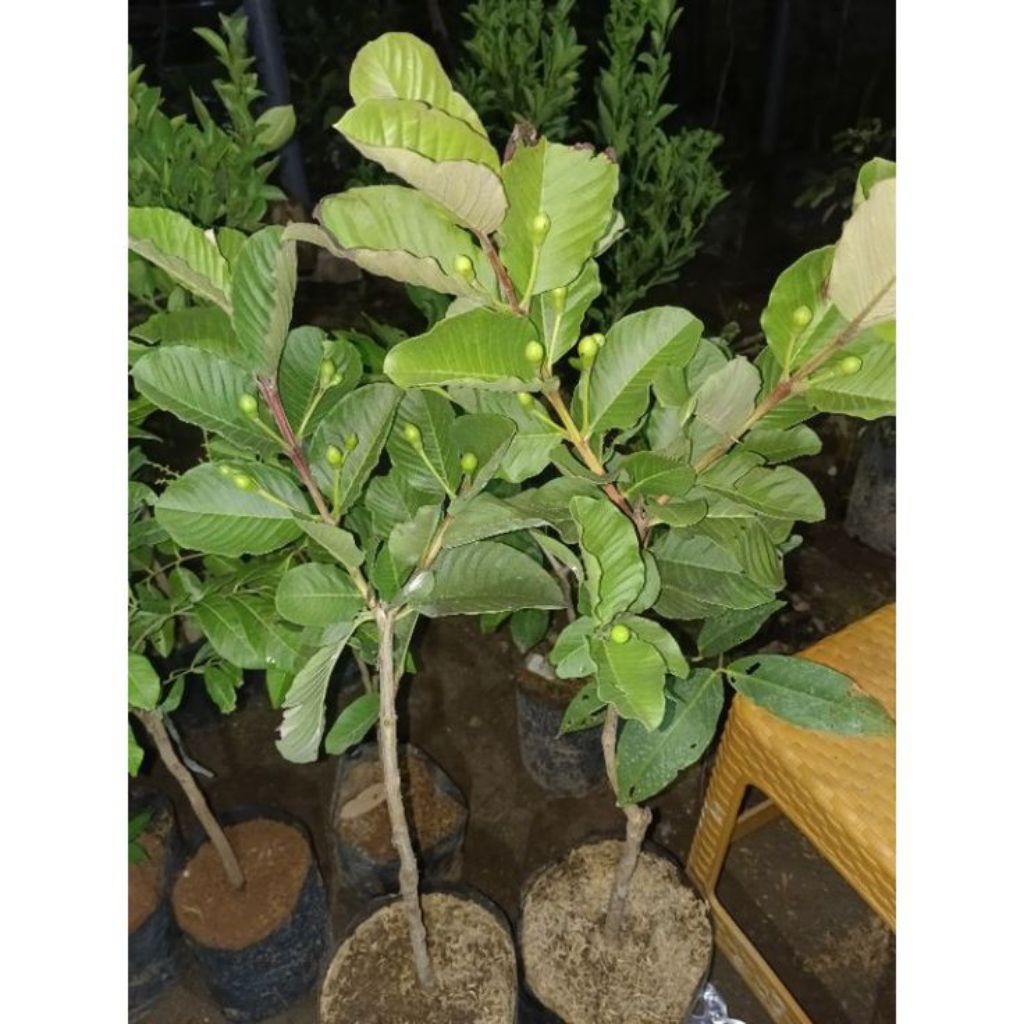 Bibit Jambu Kristal Tanpa Biji, Berbuah Cepat 5-7 Bulan, Daging Tebal Renyah