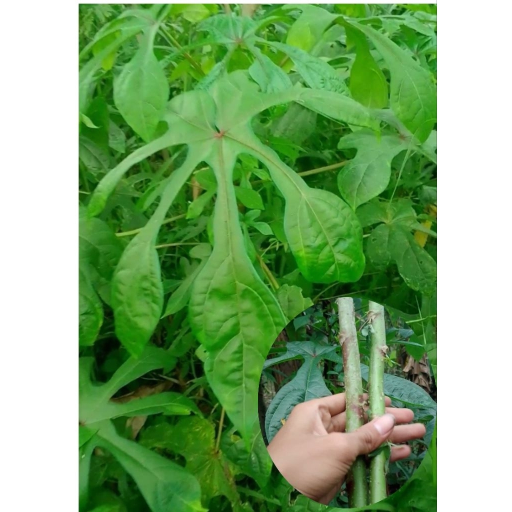 Bibit Ketela Papua/Telo Papua isi 50 batang
