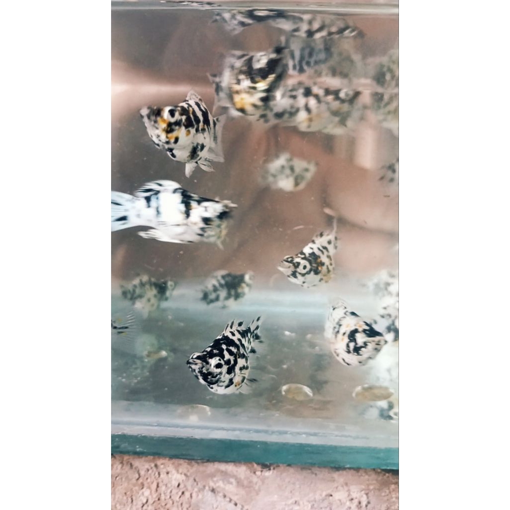 MOLLY MARBLE BALON TRICOLOR REMAJA GEN THAILAND