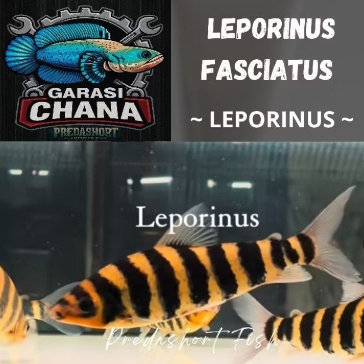 ikan kaos kaki / leporinus Faciatus bergaransi pengiriman