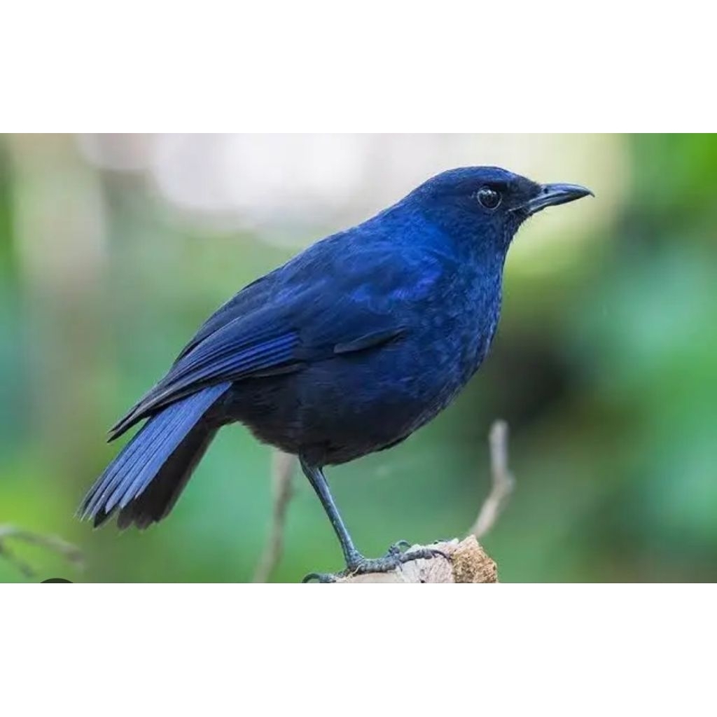 burung ciung batu jantan