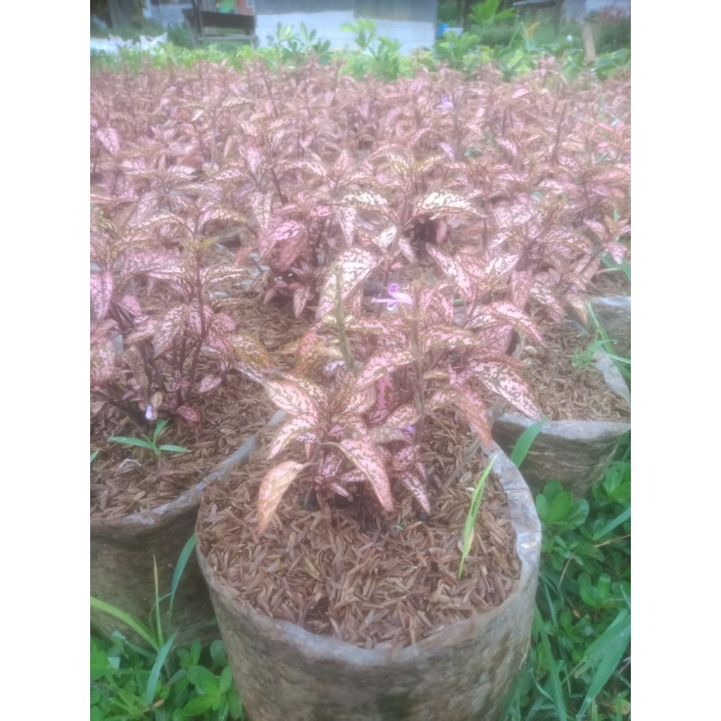 tanaman hias hipoestes pink