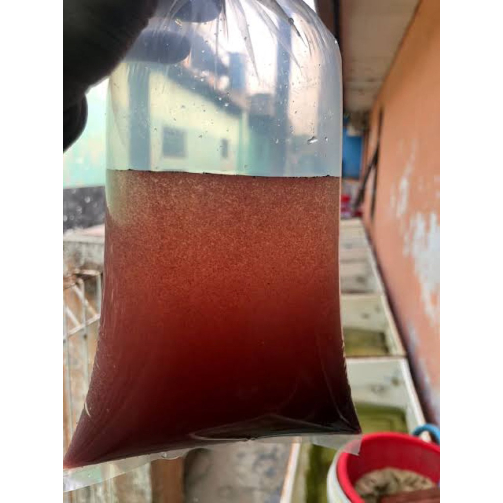 kutu air pakan burayak ikan 1gelas