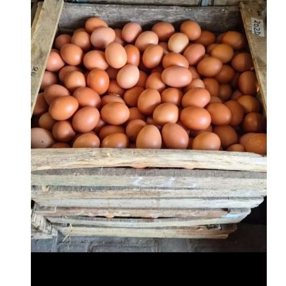 (Paiton- Probolinggo) Telur Ayam Negeri 1kg - Segar, Berkualitas, Tinggi Protein