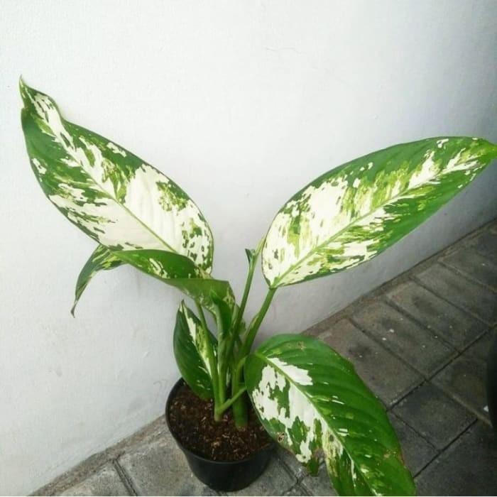 Tanaman Hias Aglonema Varigata Aglonema variegata
