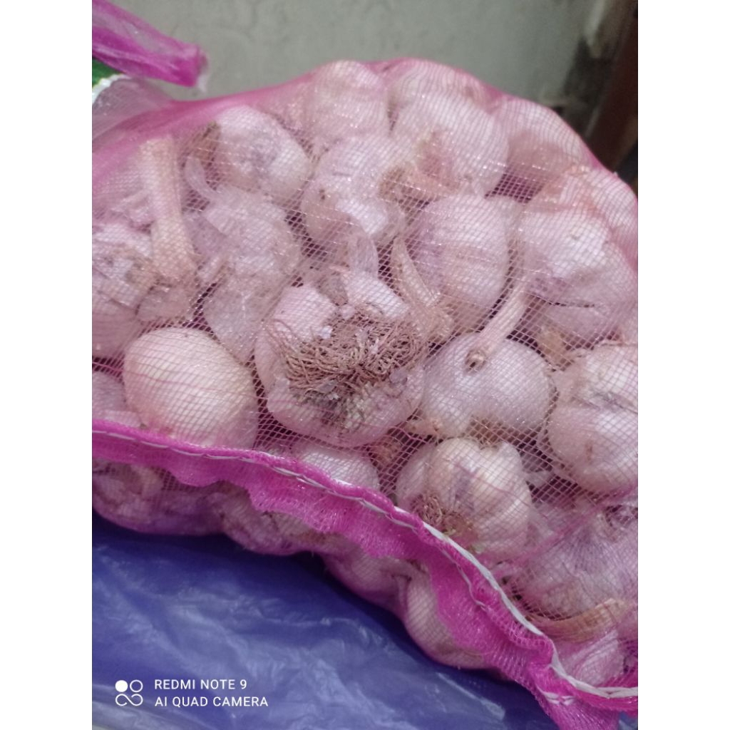 Bawang putih kotor 1 kg