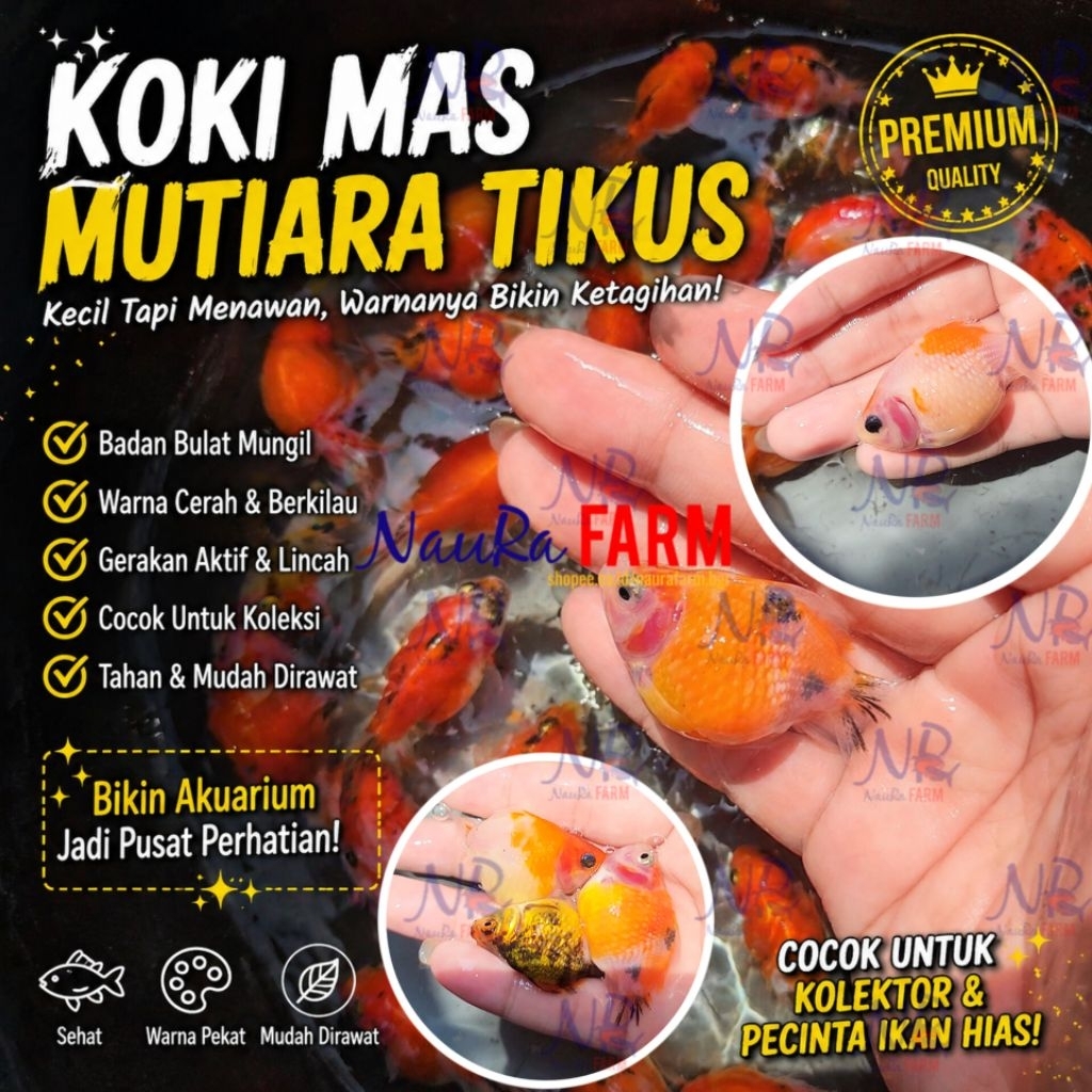 GARANSI TERMURAH SE-INDONESIA Harga Petani Koki Mas Mutiara Tikus S Pearlscalea Jambul Perut Buncit 