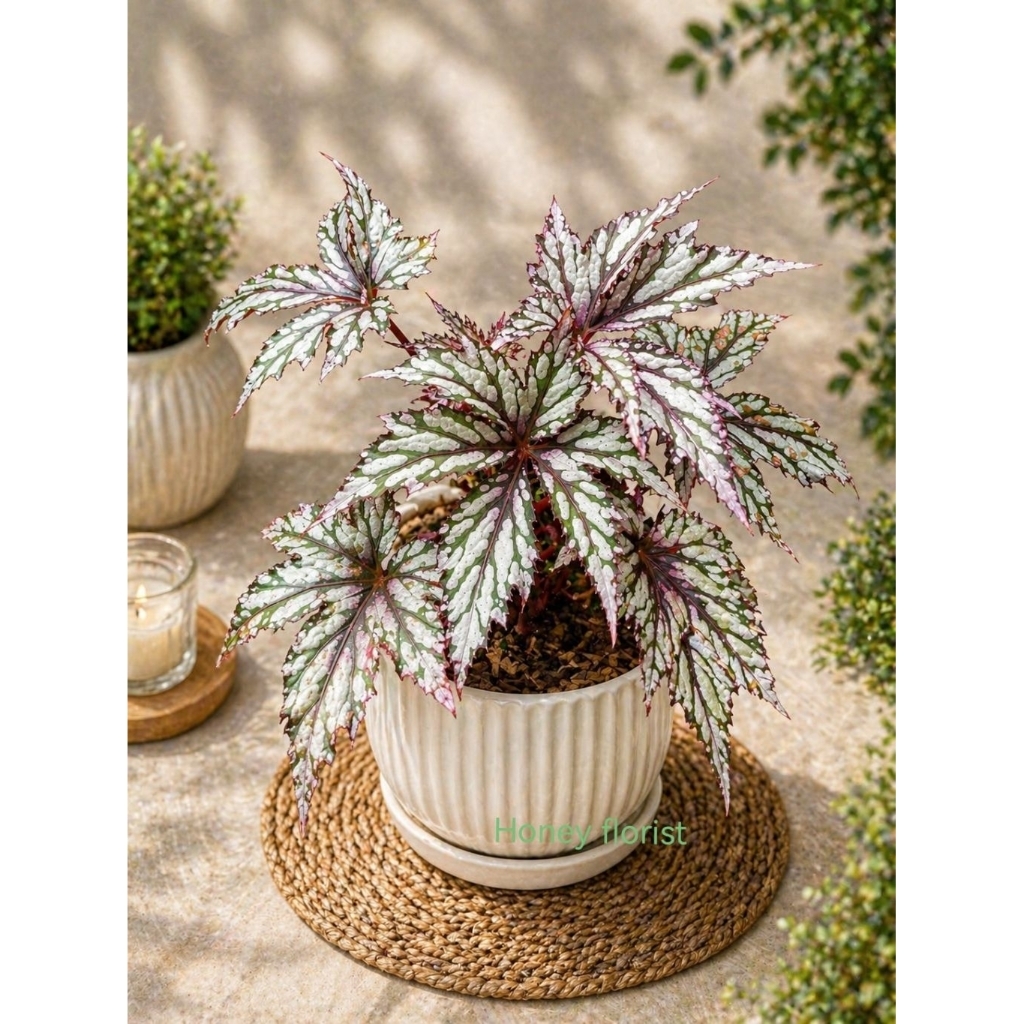 Begonia rasta tanaman hias daun unik begonia jari