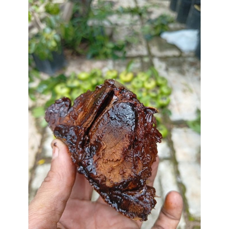 Buah Black Sapote