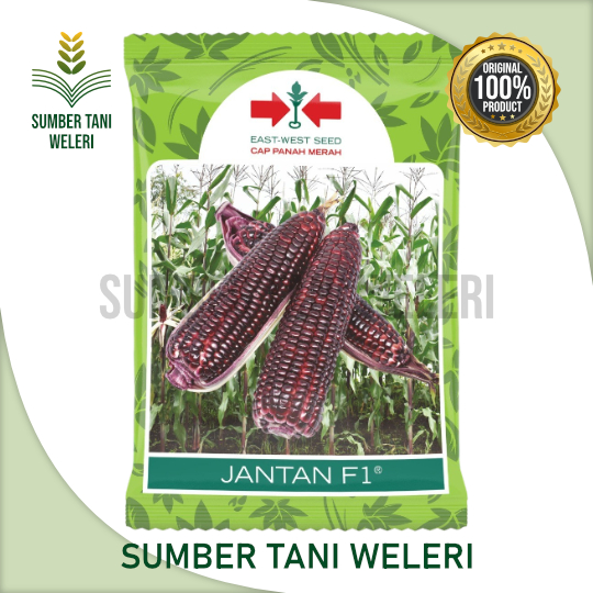 BENIH JAGUNG UNGU JANTAN F1 - BENIH JAGUNG UNGU HIBRIDA (F1) - 250 GR - EAST WEST SEED CAP PANAH MER