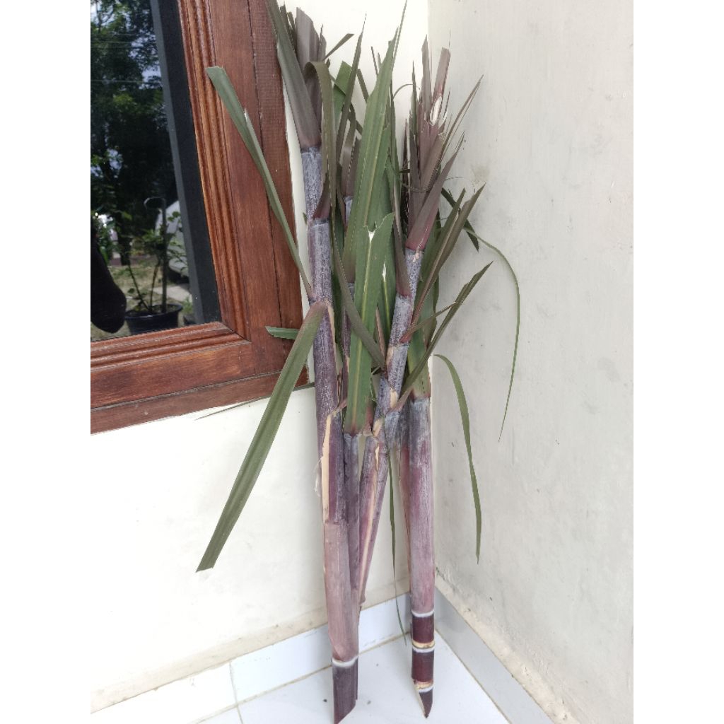 Tebu Hitam Tebu Ireng Tebu wulung Asli