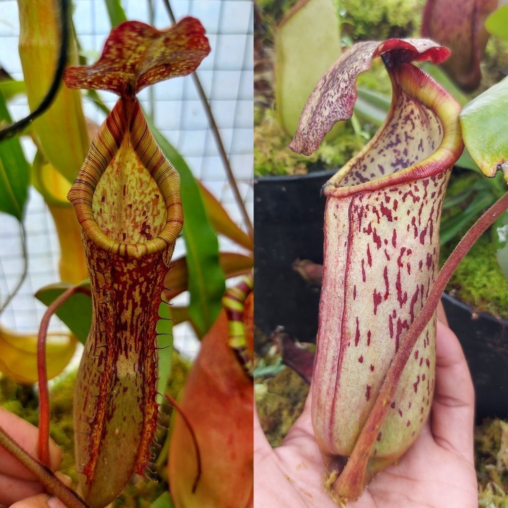 Nepenthes Hybrid (Maxima Clipeata Veitchi Maxima) x (Faizaliana x Clipeata)