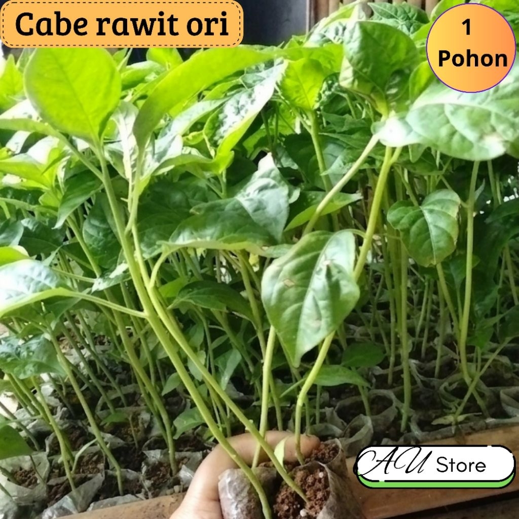 1 pohon cabe rawit setan ORI 212