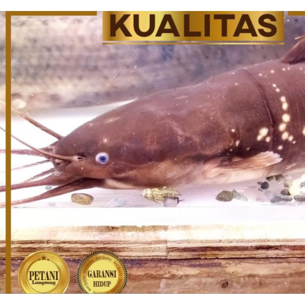 Lele Lembat Gondrong (M) Ikan Hias Aquascape Hiasan Aquarium Tanaman Air Tawar