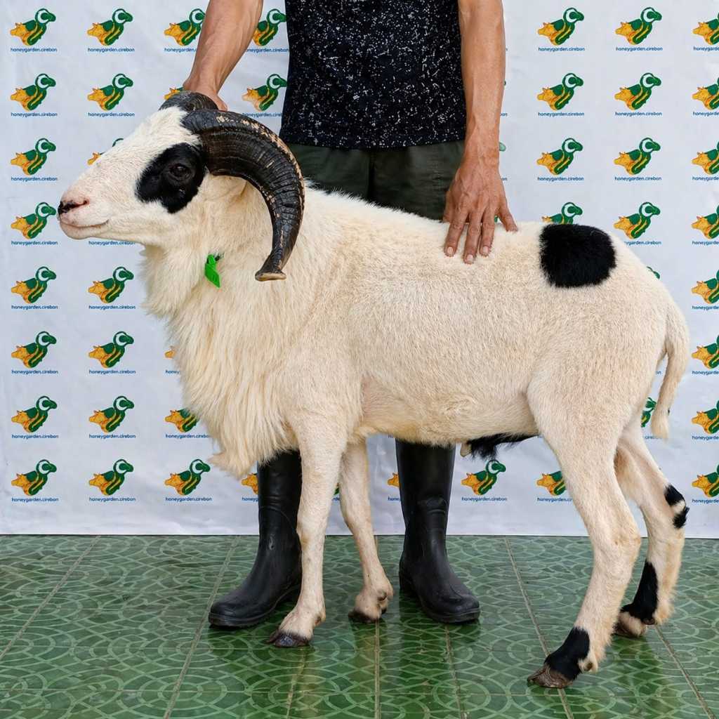 Domba Qurban Super 3, Tipe S3, berat 49 sd 54 kg