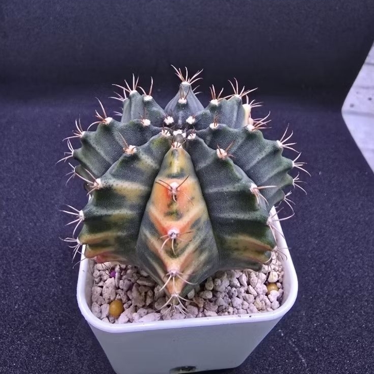 Kaktus Gymno Variegata (Gymnocalycium mihanovichii)