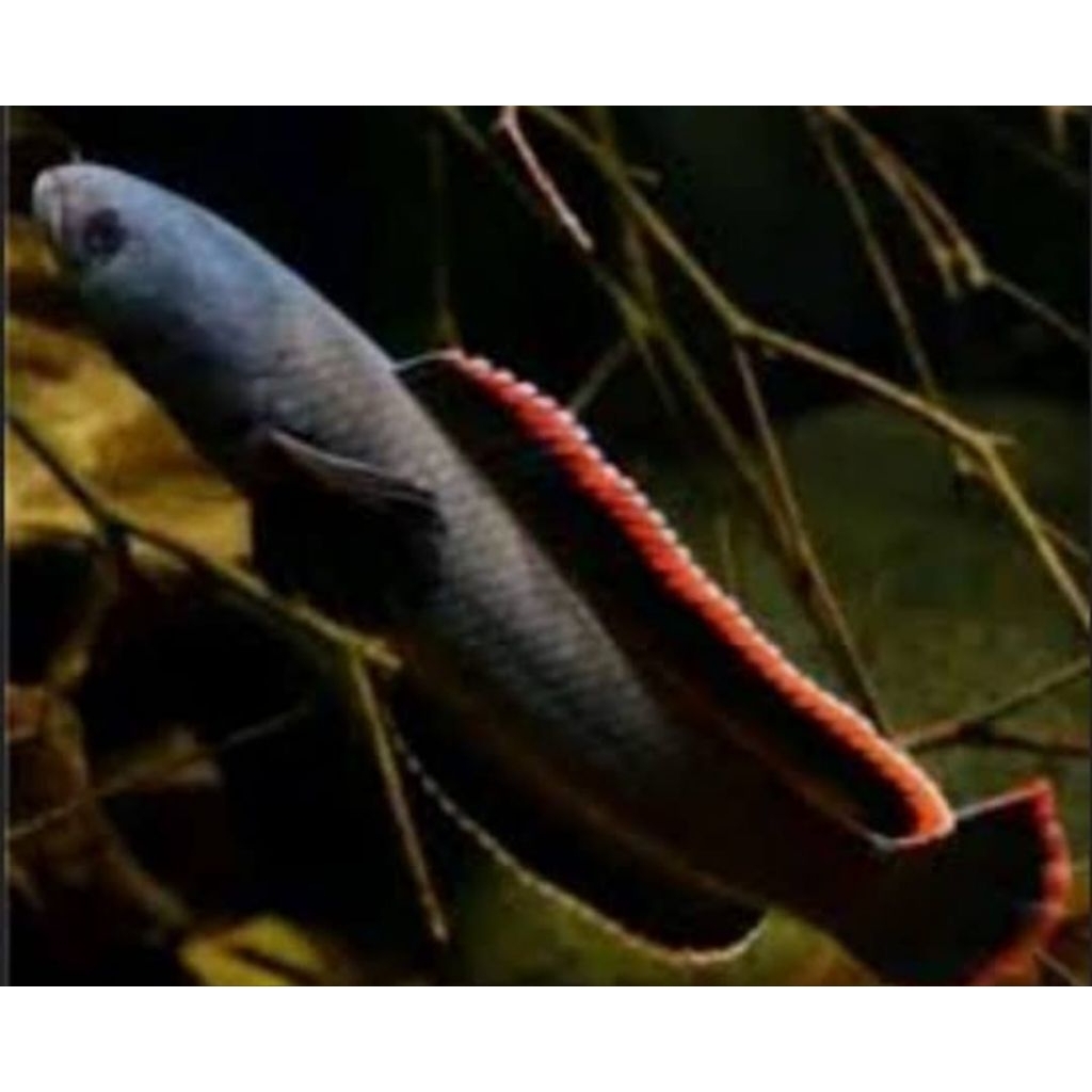 Limbata size 10 cm rim tebal kuning pekat