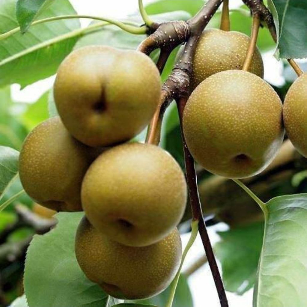 Tanaman Buah Pir Asia / Pir Madu / Pir Coklat