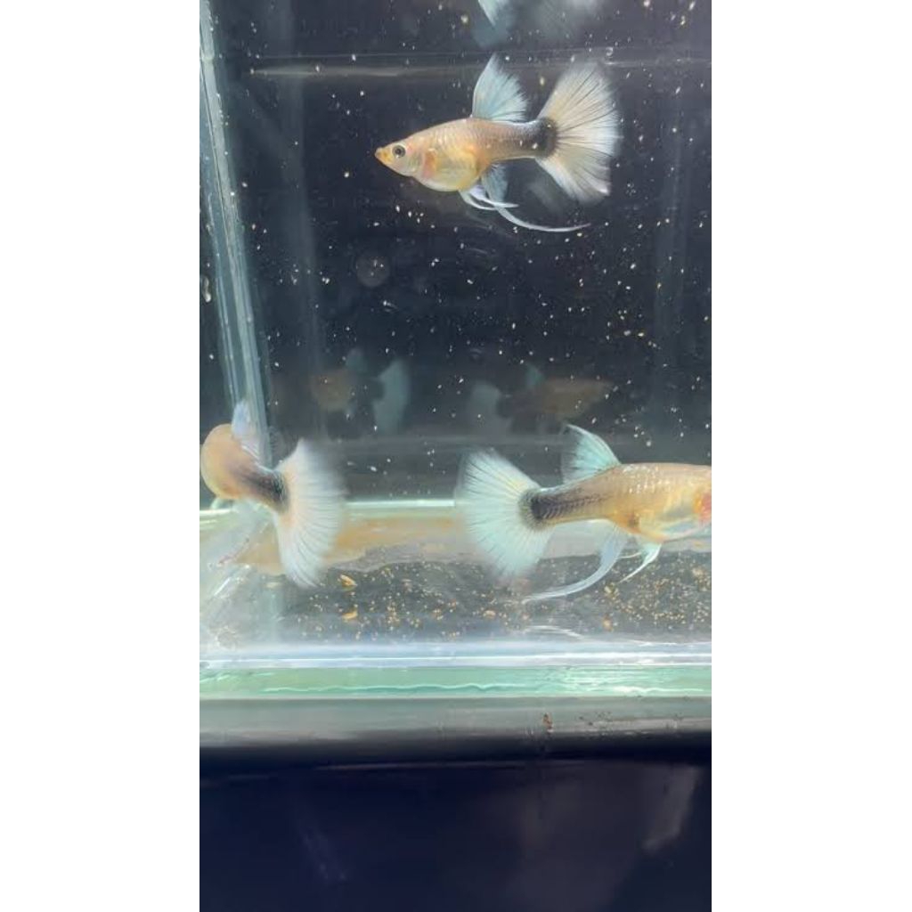 (Hiasan Aquarium)Guppy HB White ribbon