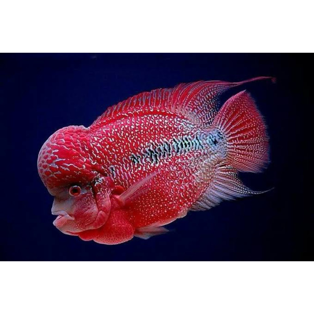 Burayak lohan cencu bagus hiasan Aquarium ukur 2 cm asli jenong
