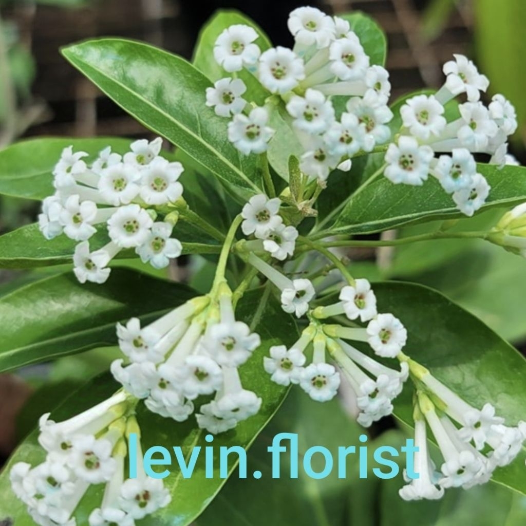 Cestrum diurnum / day blooming jasmine / Arum Dalu putih siang / arumdalu / harumdalu bibit tanaman 