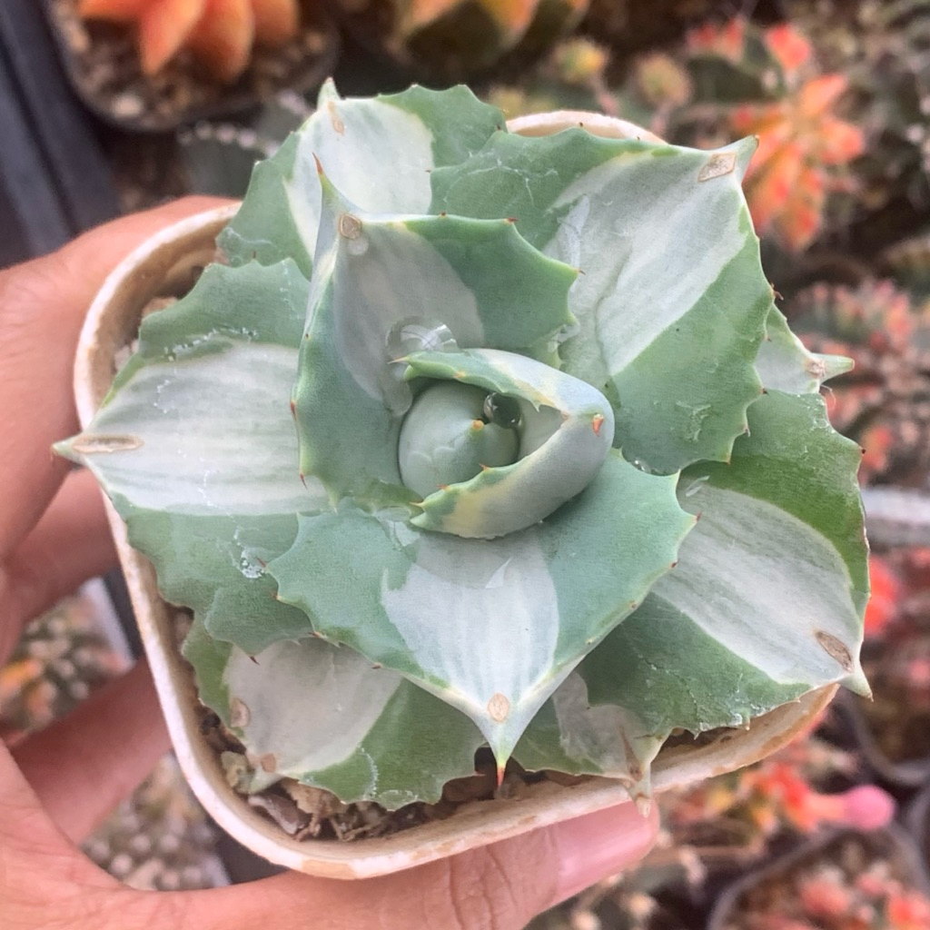 Agave Shiro raijin tanaman sukulen jumbo hias hidup gurun hobby hobi hadiah gift koleksi lucu unik