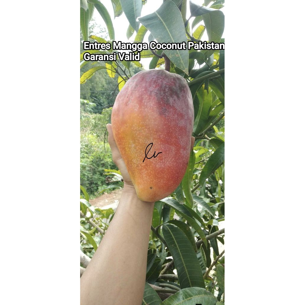 Entres Mangga Coconut Pakistan Asli