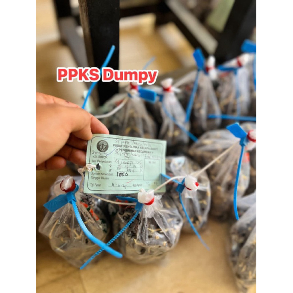 kecambah sawit berkualiatas