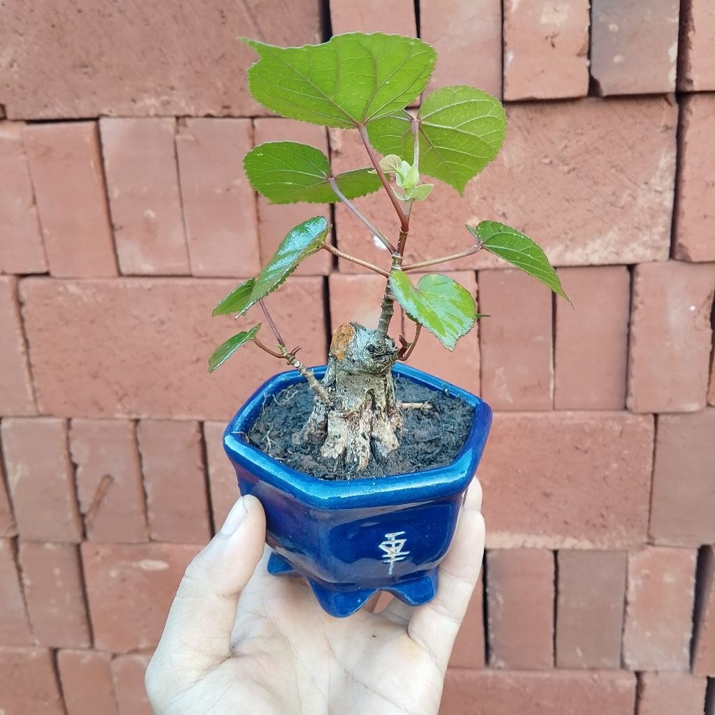 Bahan bonsai shito mame waru Taiwan