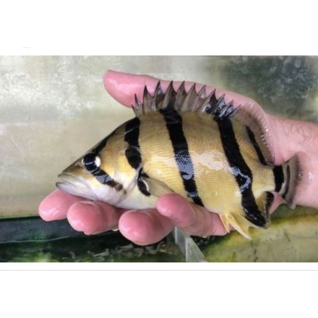 sticker IKAN DATZ NTT / NORTH TIGER THAILAND 12-14CM
