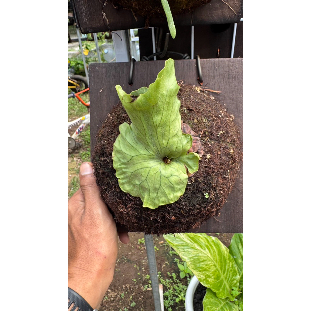 platycerium wandae dwarf dan curling rawatan